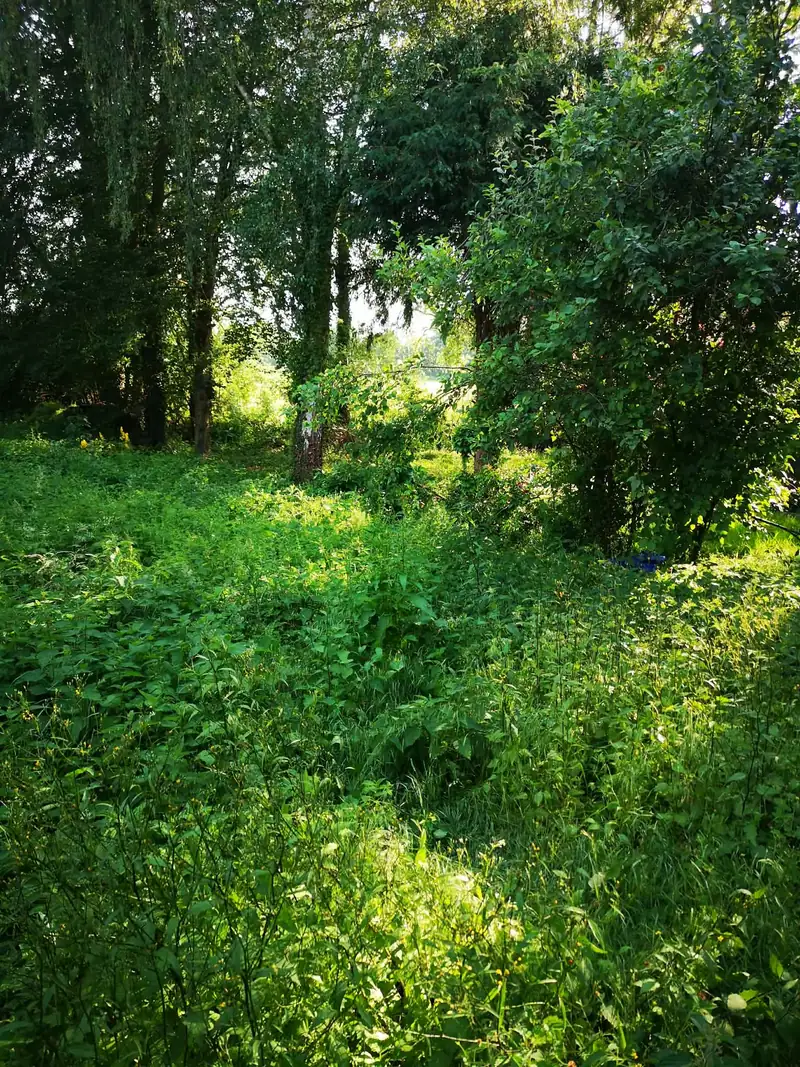 Végétation haute sur le terrain avant la remise en état